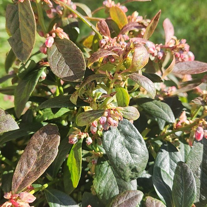 Photo of the plant species Sunshine Blue Blueberry by @GoodyKoa named Lavender on Greg, the plant care app