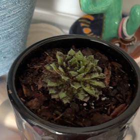 Photo of the plant species Hens and Chicks by @TastyKurrajong named James Dean on Greg, the plant care app