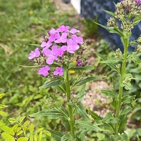 Photo of the plant species Dame's Rocket by @ClearZebrina87 named Osmo on Greg, the plant care app