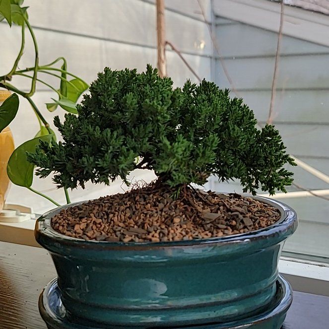 Photo of the plant species Japanese Garden Juniper by @EuphoricLovage named Mika on Greg, the plant care app