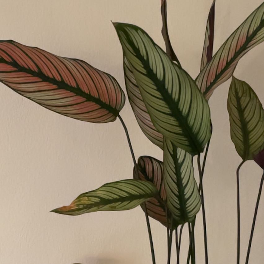 Photo of the plant species White Star by @AngelLecanora named Joey on Greg, the plant care app