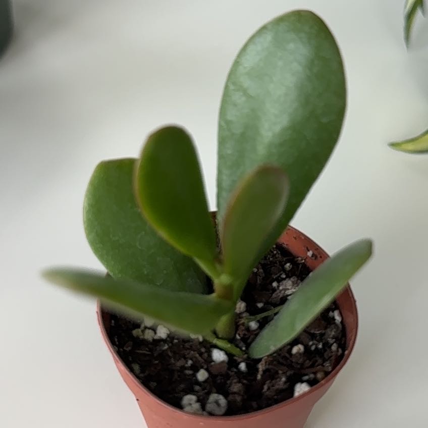Photo of the plant species Jade Plant by @Melisifent_ named Jade on Greg, the plant care app