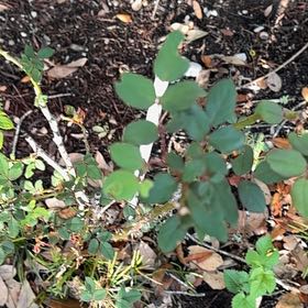 Photo of the plant species Rosa Gymnocarpa by @YardAvocado53 named Bigleef Smalls on Greg, the plant care app