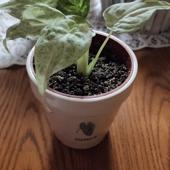 Photo of the plant species Alcoasia Cucullata 'variegated' by @LeadGuanacaste named La Cucaracha on Greg, the plant care app