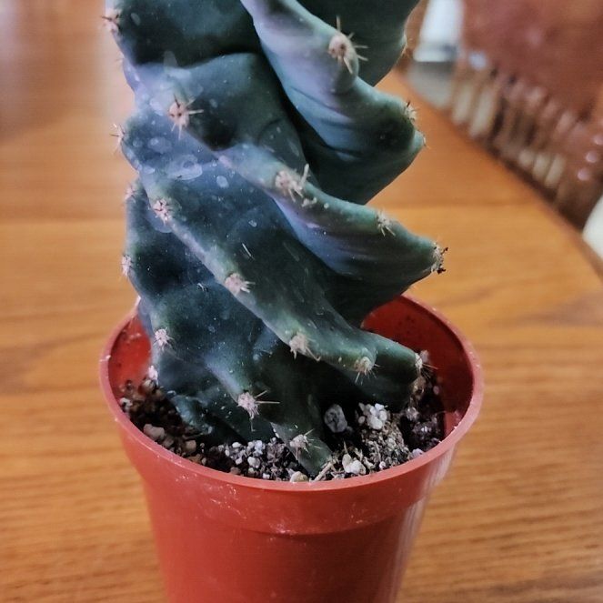 Photo of the plant species Spiral Cactus by @LeadGuanacaste named Sir Twistington on Greg, the plant care app