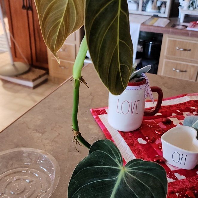 Photo of the plant species Philodendron melanochrysum x verrucosum by @LeadGuanacaste named Moody Mel on Greg, the plant care app