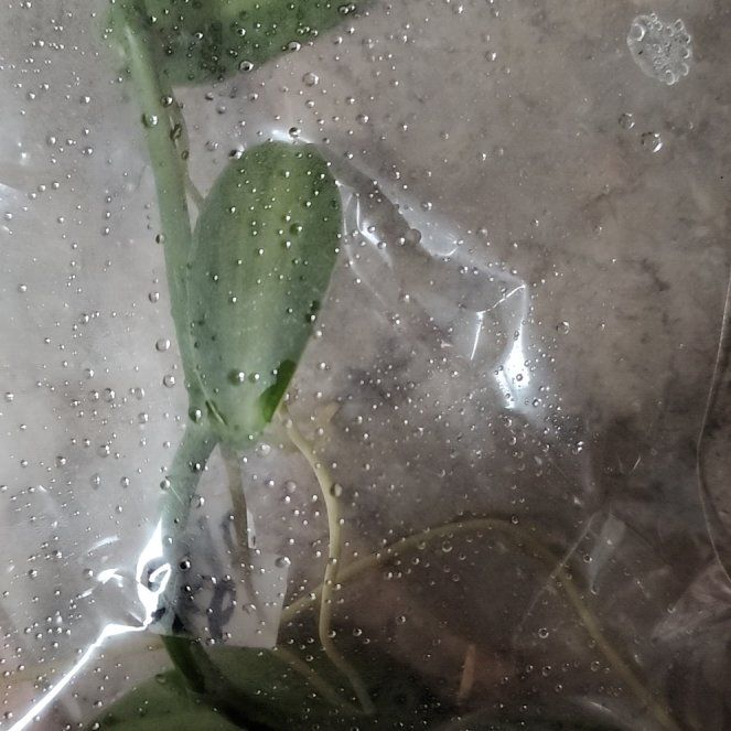 Photo of the plant species varigated Vanilla Orchid by @LeadGuanacaste named Nelly Va Nelly on Greg, the plant care app