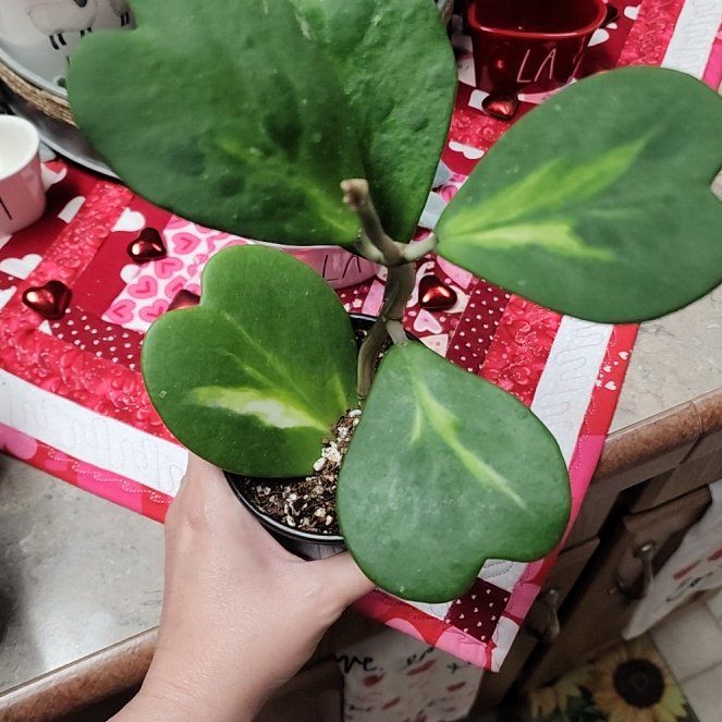 Photo of the plant species reverse variegataed hoya kerri by @LeadGuanacaste named Valentina on Greg, the plant care app