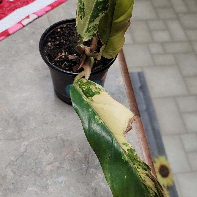 Photo of the plant species Caramel Marble Philodendron by @LeadGuanacaste named Crème Brulée on Greg, the plant care app