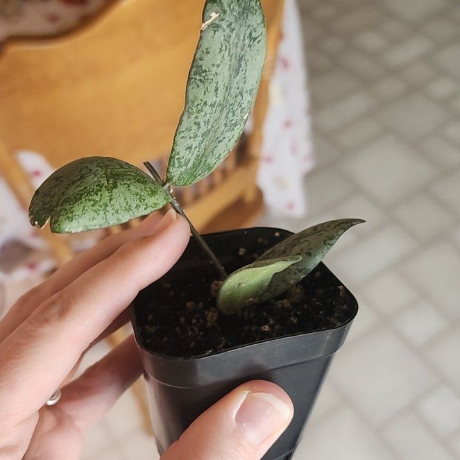 Photo of the plant species hoya sigillatis by @LeadGuanacaste named Siggy Smalls on Greg, the plant care app