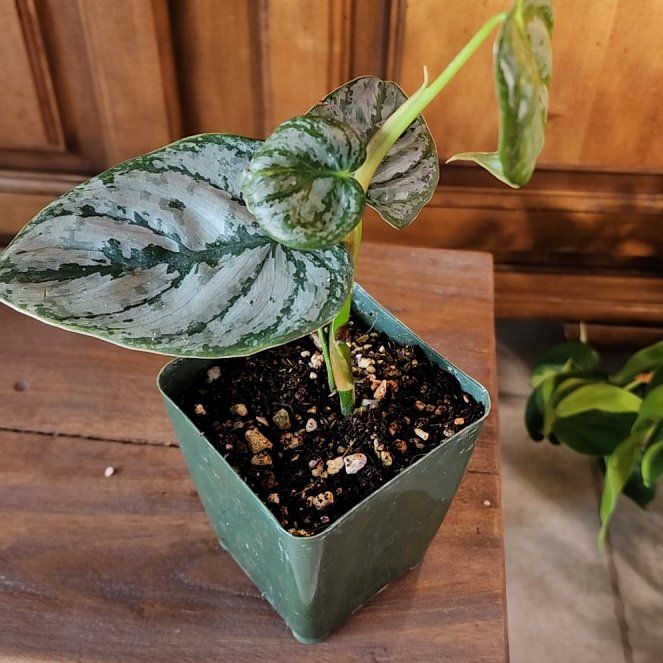 Photo of the plant species Philodendron Brantianum by @LeadGuanacaste named Brandi on Greg, the plant care app