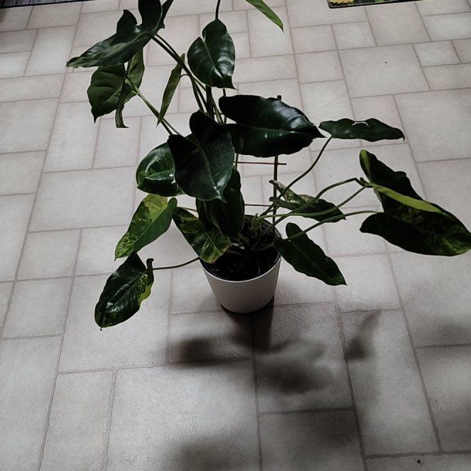 Photo of the plant species Variegated Burle Marx Philodendron by @LeadGuanacaste named Picasso on Greg, the plant care app