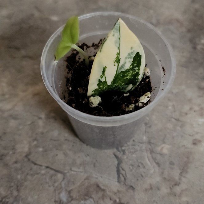 Photo of the plant species Variegated ZZ by @LeadGuanacaste named Bruce Lee on Greg, the plant care app