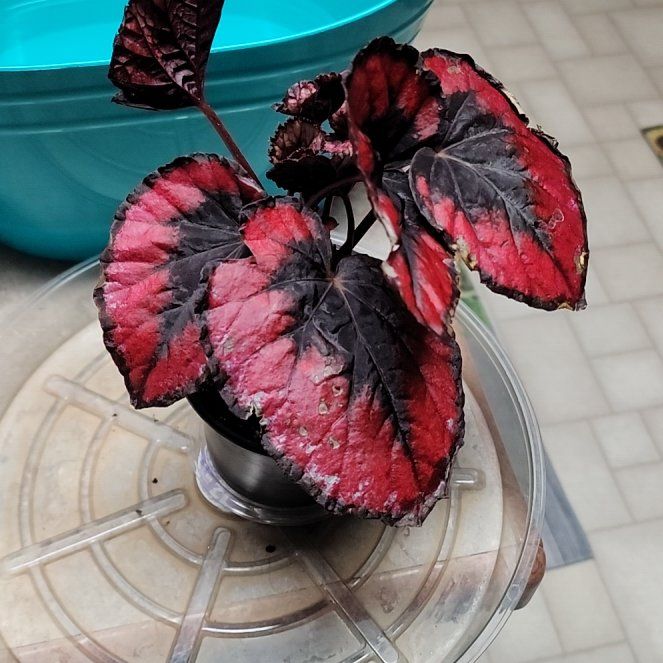 Photo of the plant species Red kiss Begonia by @LeadGuanacaste named Kardashian on Greg, the plant care app