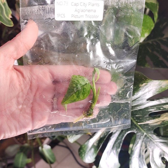 Photo of the plant species Aglaonema 'Tricolor' by @LeadGuanacaste named Daphne on Greg, the plant care app