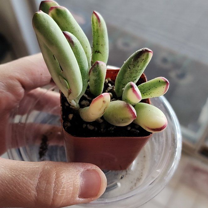 Photo of the plant species Pig's Ear by @LeadGuanacaste named Apollo on Greg, the plant care app