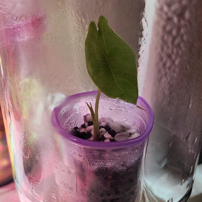 Photo of the plant species Alocasia longiloba purple by @LeadGuanacaste named Athena on Greg, the plant care app