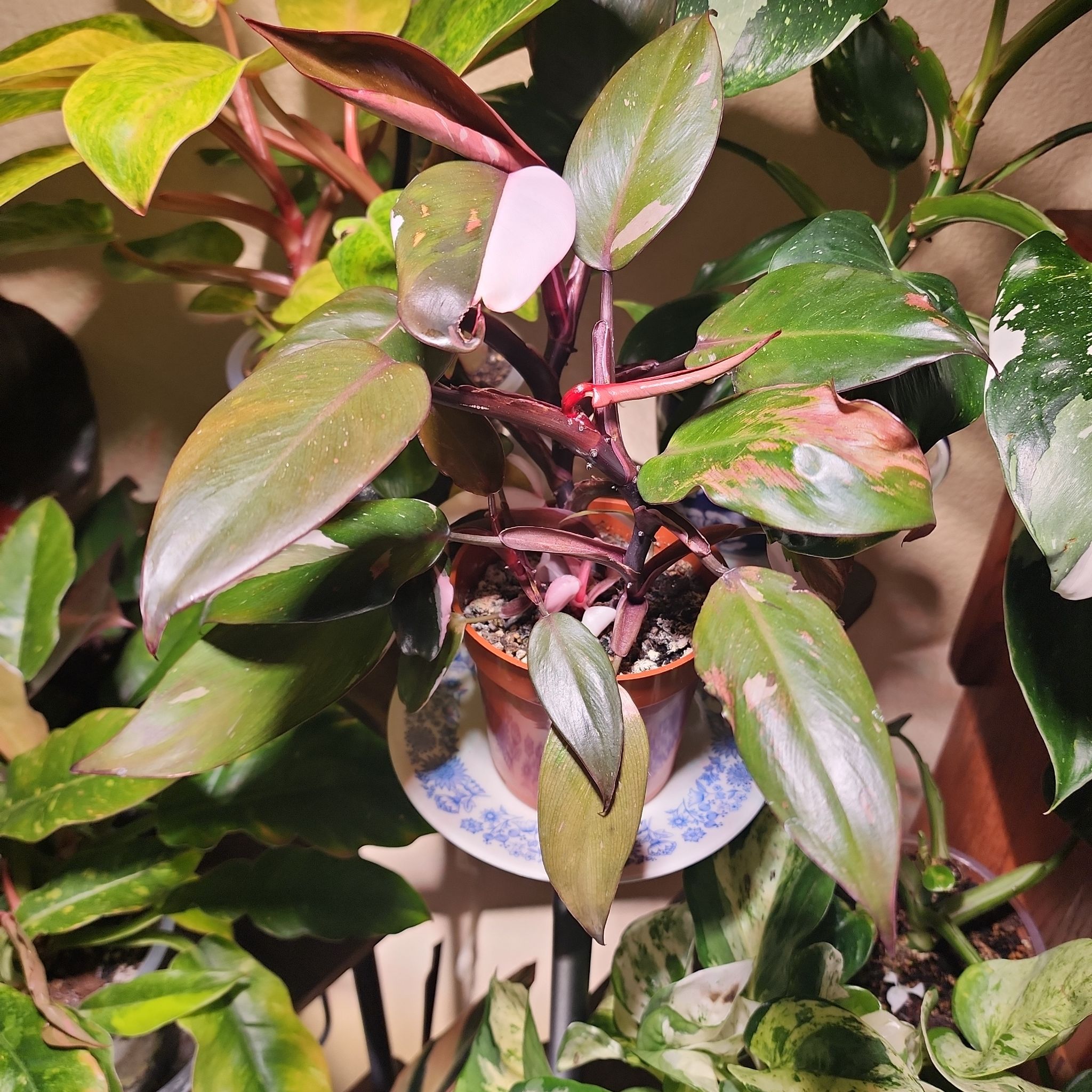 Photo of the plant species Philodendron 'Red Anderson' by @LeadGuanacaste named Triple F on Greg, the plant care app