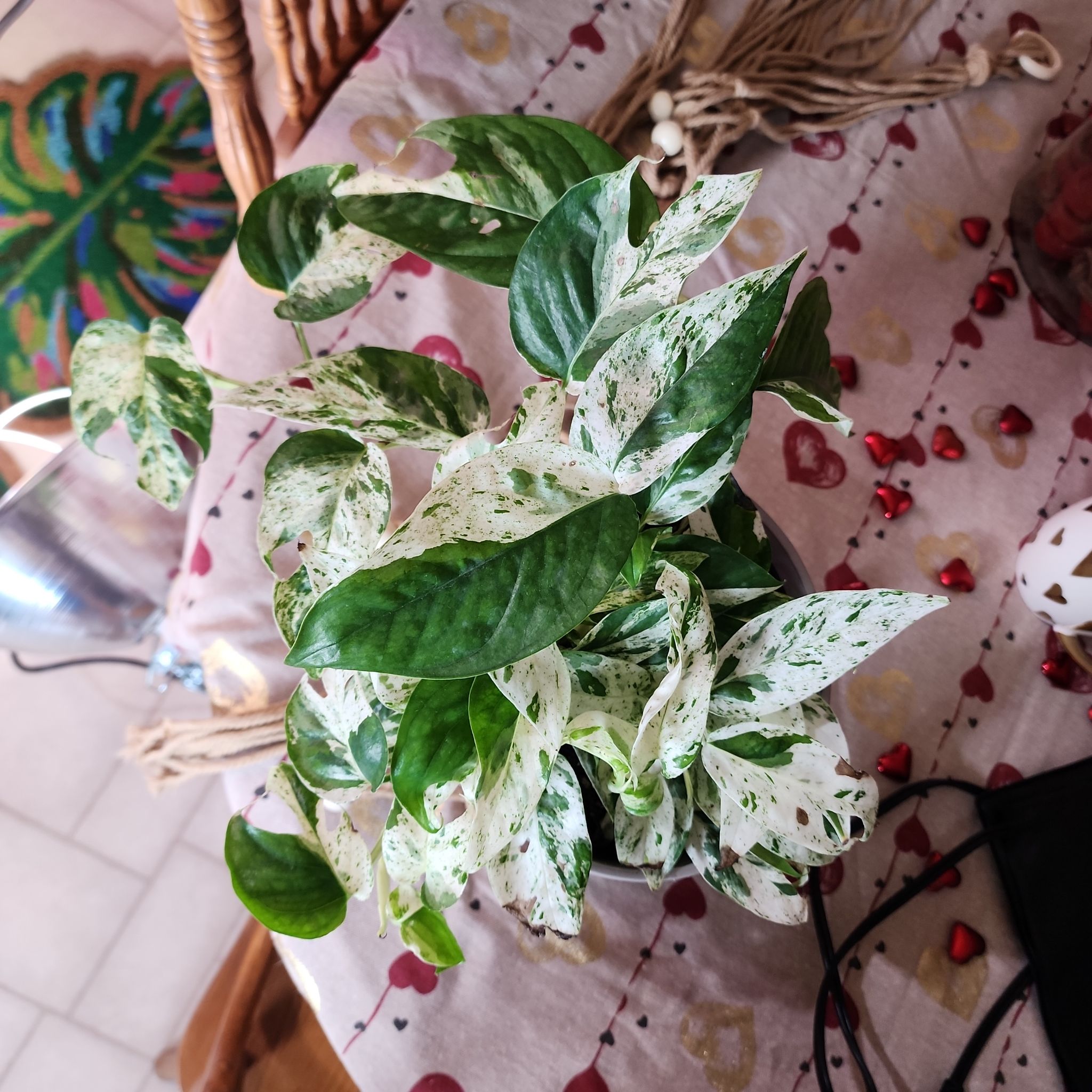Photo of the plant species Epipremnum 'Split Leaf Glacier' by @LeadGuanacaste named Hemingway on Greg, the plant care app