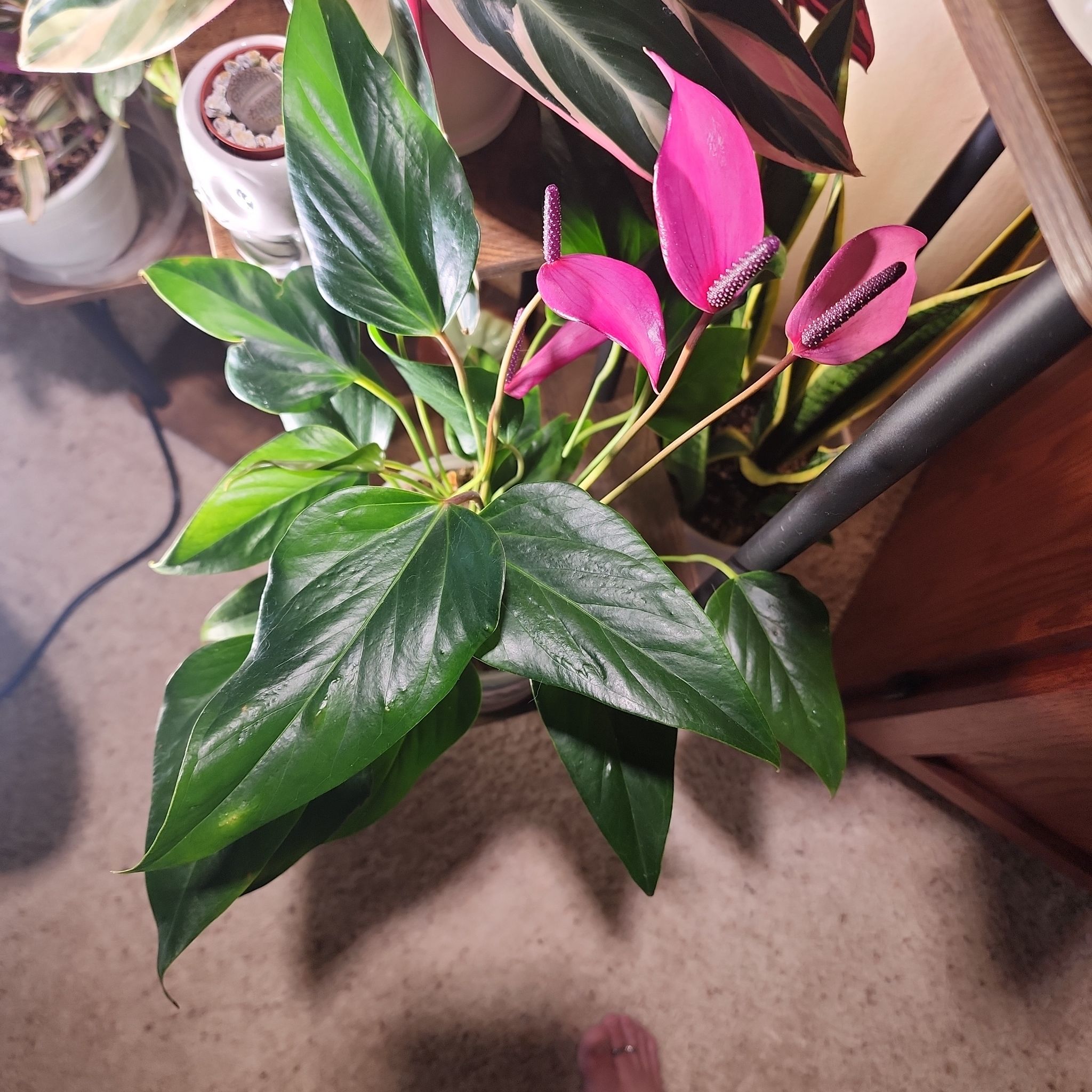 Photo of the plant species Anthurium Purple by @LeadGuanacaste named Zuzu on Greg, the plant care app