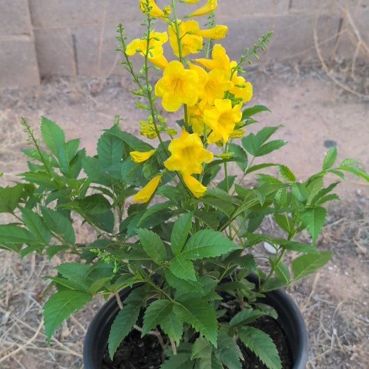 Photo of the plant species esperanza 'gold star' by @FunnySeaoxeye named Sahara on Greg, the plant care app