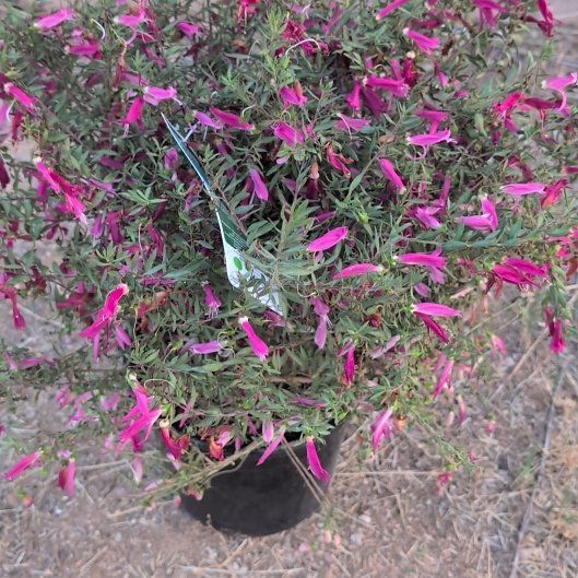 Photo of the plant species Valentine Emu Bush by @FunnySeaoxeye named Rihanna on Greg, the plant care app