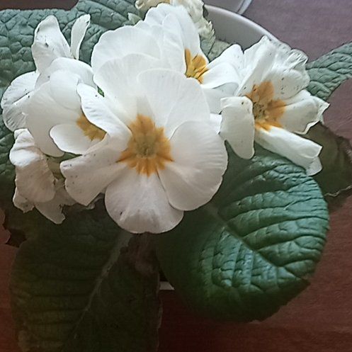 Photo of the plant species Primula Vulgaris by @ExpensiveFern10 named Delilah on Greg, the plant care app