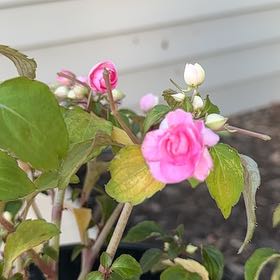 Photo of the plant species Double Impatiens by @StaunchBonsi72 named Rosey on Greg, the plant care app