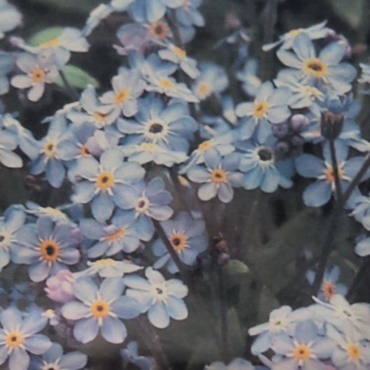 Photo of the plant species Asian Forget-Me-Not by @BriskPalqui56 named Kobe on Greg, the plant care app