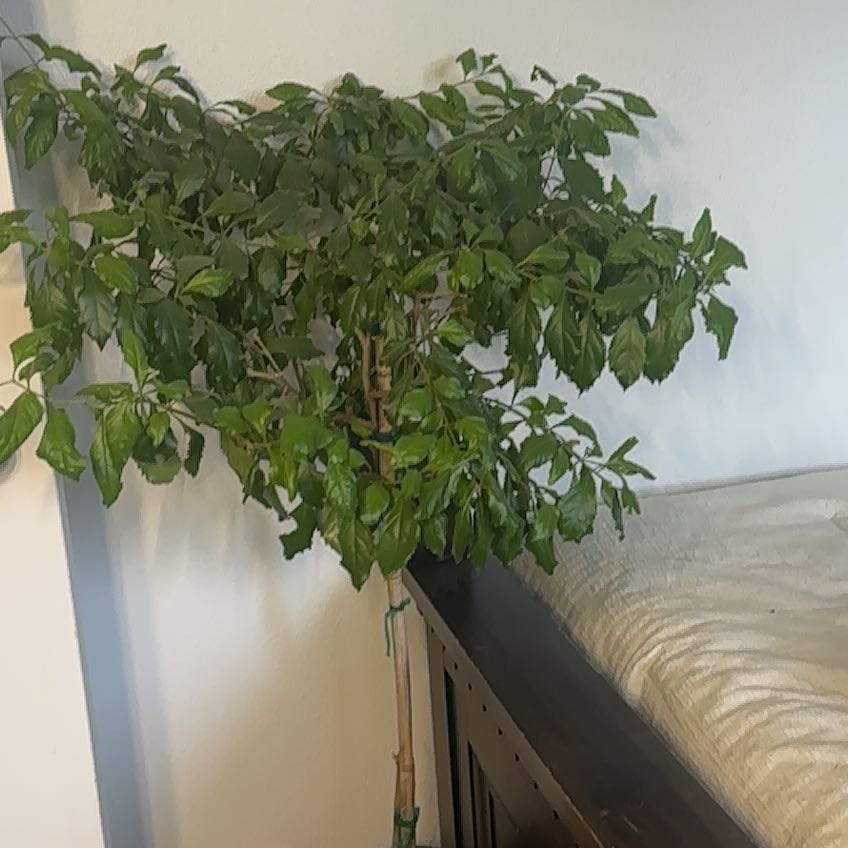 Photo of the plant species Hibiscus Tree by @TopZzplant78 named Treeyoncé on Greg, the plant care app