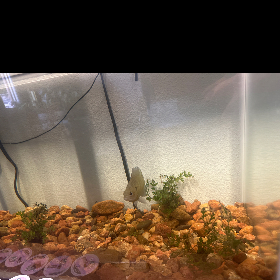 Plant care for Water Spangles on Greg, the plant care app