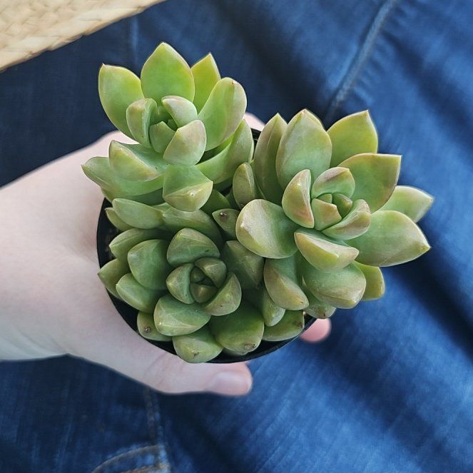Photo of the plant species Echeveria agavoides 'Flamenco' by @ProudSchefflera named Kesha on Greg, the plant care app