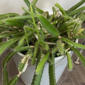 Photo of the plant species Fishbone cactus by @SportyLavaplant named Gregarious on Greg, the plant care app