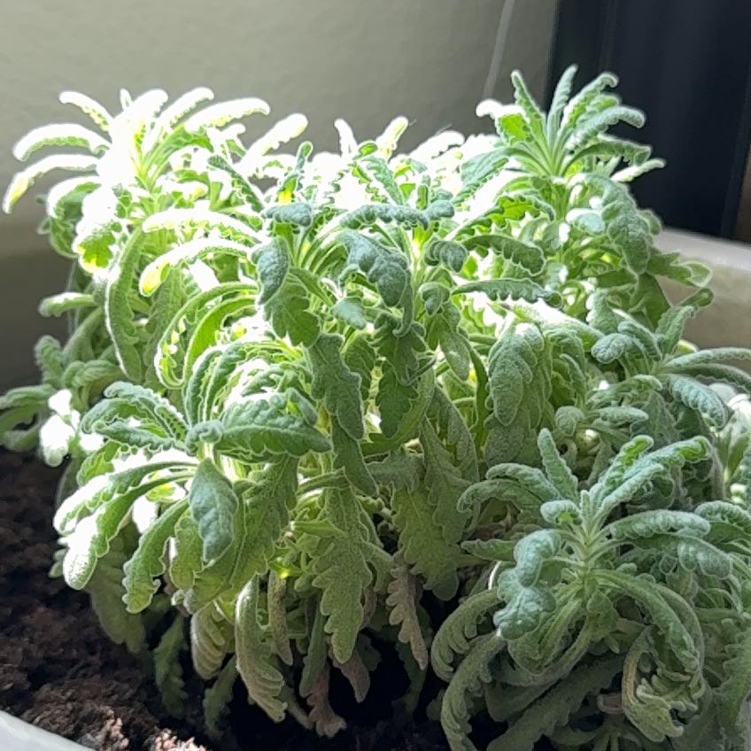 Photo of the plant species Goodwin Creek Lavender by @SportyLavaplant named Naomi on Greg, the plant care app