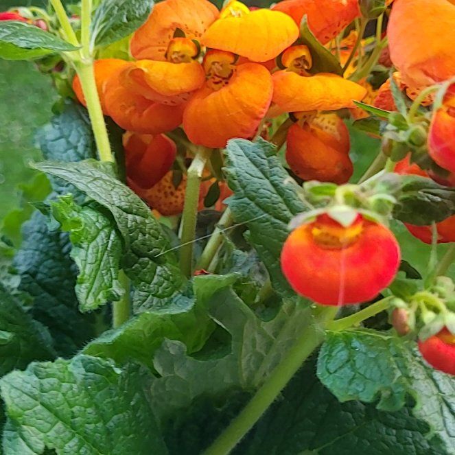 Plant care for Calceolaria alba on Greg, the plant care app