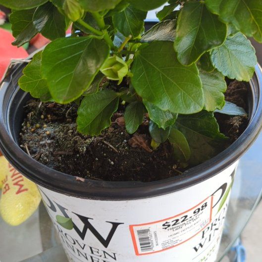 Photo of the plant species Hollywood Hibiscus 'Disco Diva' by @Vivi named Gregarious First Lady on Greg, the plant care app