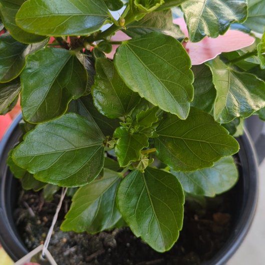 Photo of the plant species Hollywood Hibiscus 'First Lady' by @Vivi named Diva on Greg, the plant care app
