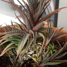 Photo of the plant species Hankey Dwarf Aloe by @FashionerTaro38 named Sol on Greg, the plant care app
