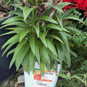 Photo of the plant species Asian lily by @GeniusMendoza82 named Elina on Greg, the plant care app