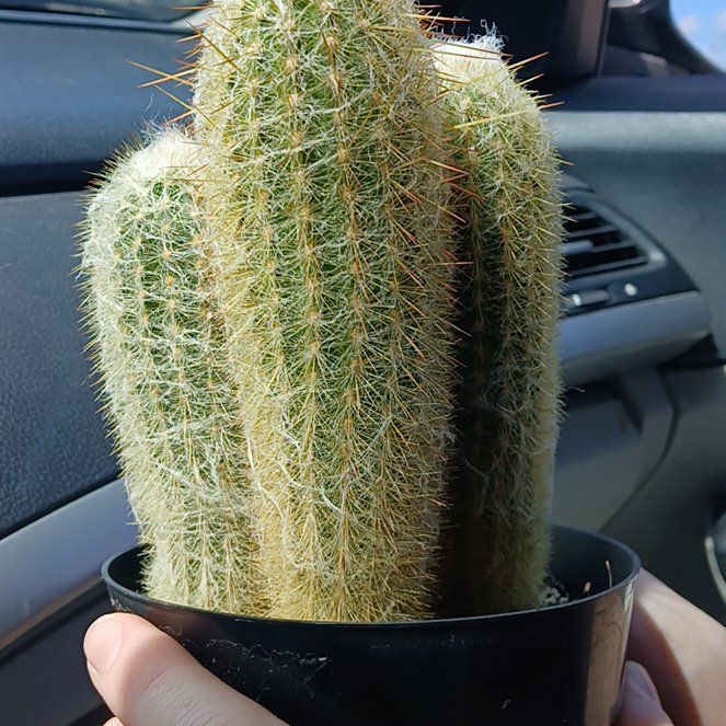 Photo of the plant species Espostoa lanata subsp. huanucoensis by @CredibleAlula83 named Harry on Greg, the plant care app
