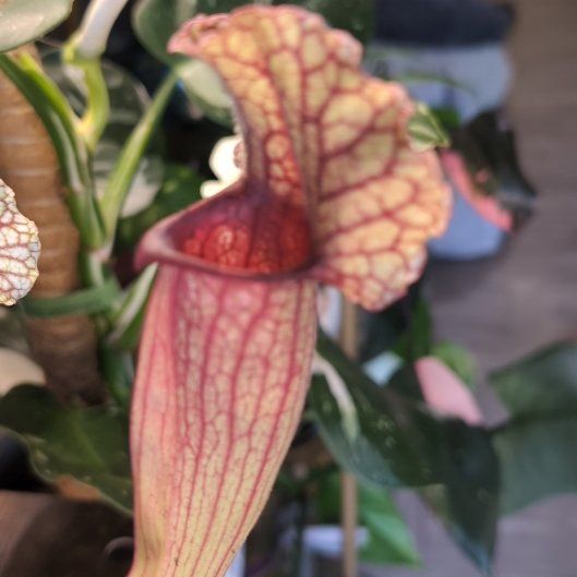 Photo of the plant species Sarracenia Hybrid by @BreezyStonepine named Demi G on Greg, the plant care app
