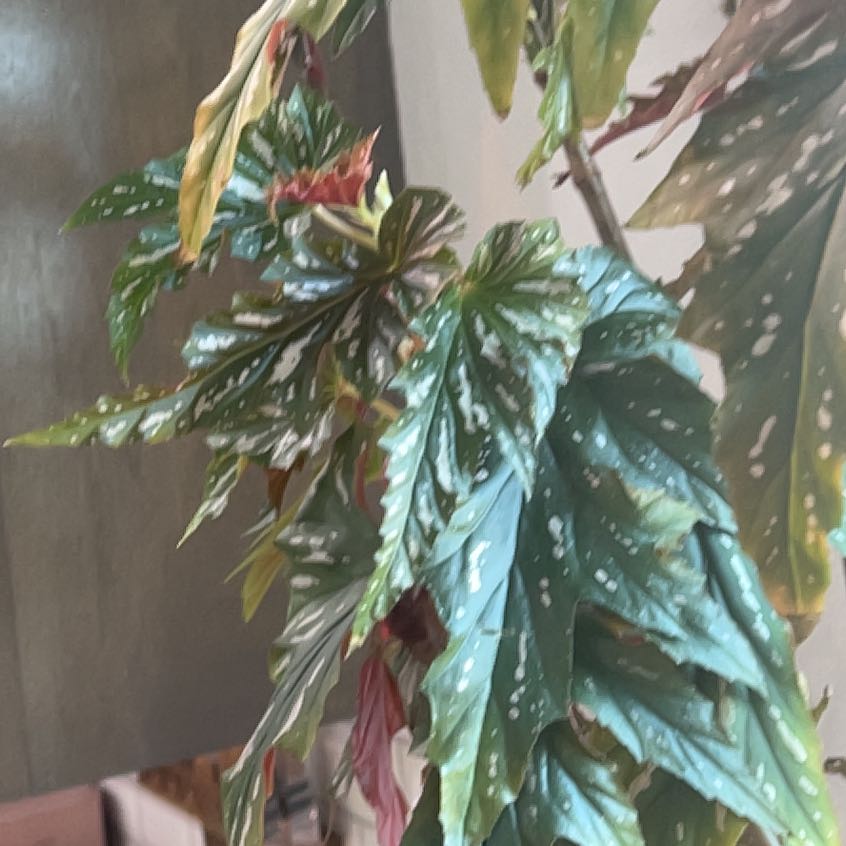 Photo of the plant species Sophia by @BustlingBlooms named Delilah on Greg, the plant care app