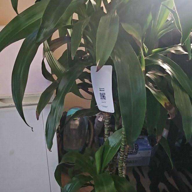 Photo of the plant species Hawaiian Palm by @WorthyFuscia29 named Dolores on Greg, the plant care app