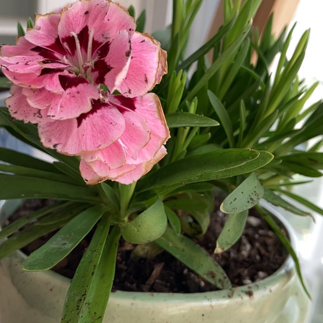 Photo of the plant species Requeprim Rose by @CivicSnakeberry named Scarlett on Greg, the plant care app