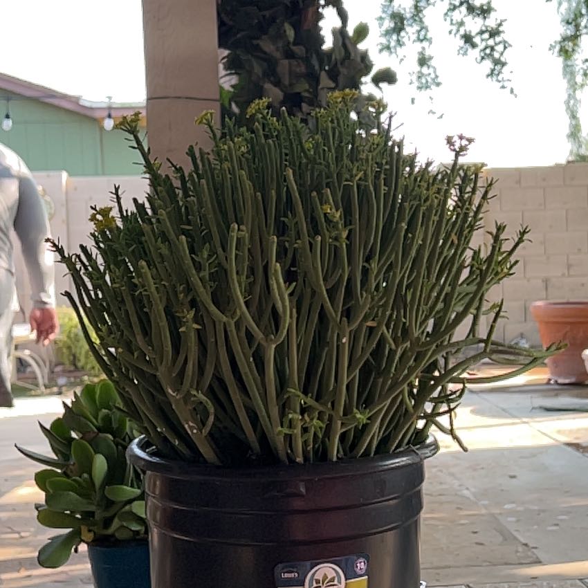 Photo of the plant species Pencil Milkbush by @FairStickysage named Figyonce on Greg, the plant care app