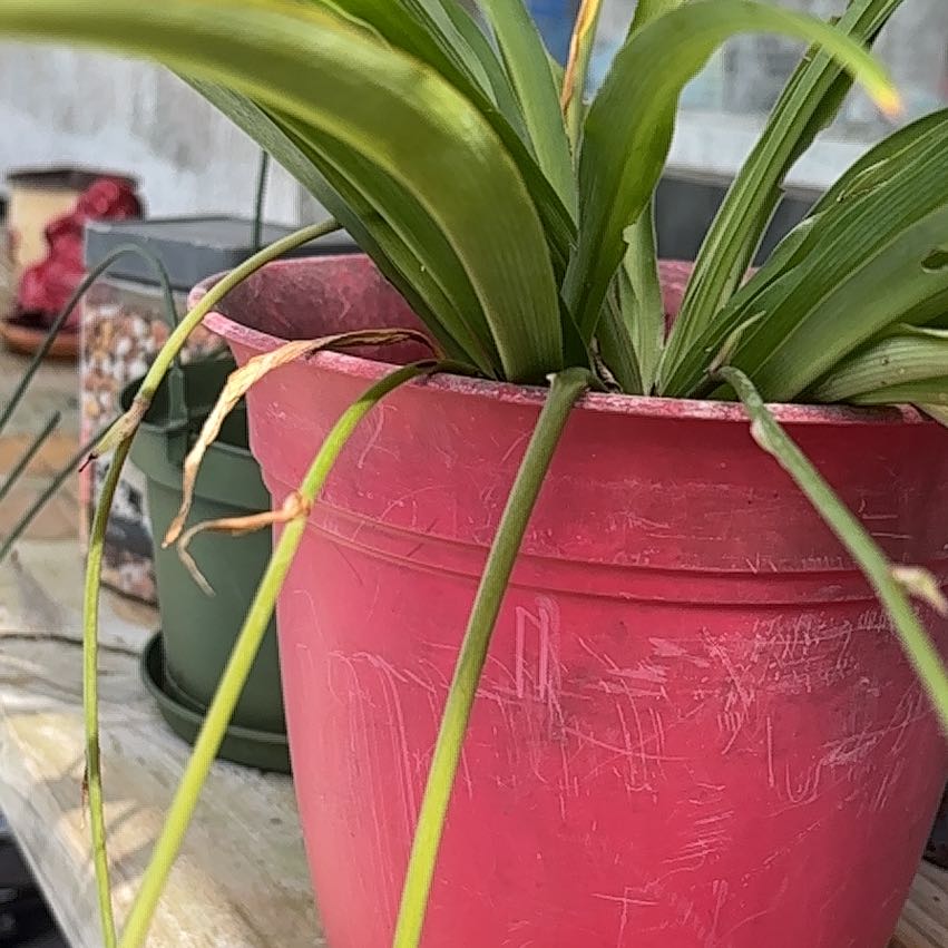 Photo of the plant species Witch-Grass by @ClassyMira70 named Walt on Greg, the plant care app