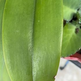 Photo of the plant species Andrews Clintonia by @ClassyMira70 named Lebron on Greg, the plant care app