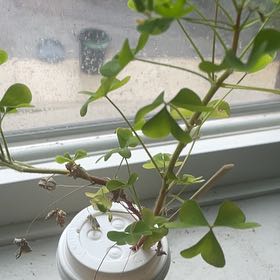 Photo of the plant species Common Yellow Woodsorrel by @YardWinika82 named Bieber on Greg, the plant care app