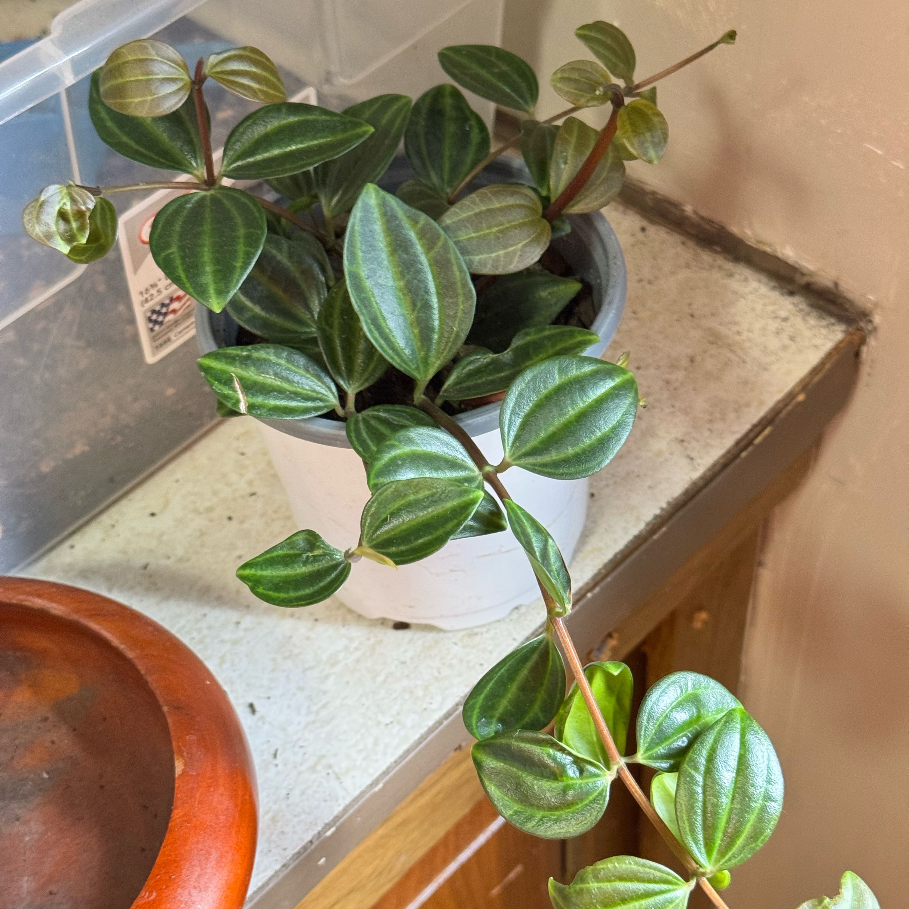 Photo of the plant species Raydiance Peperomia by @zSabaki named Sunshine on Greg, the plant care app