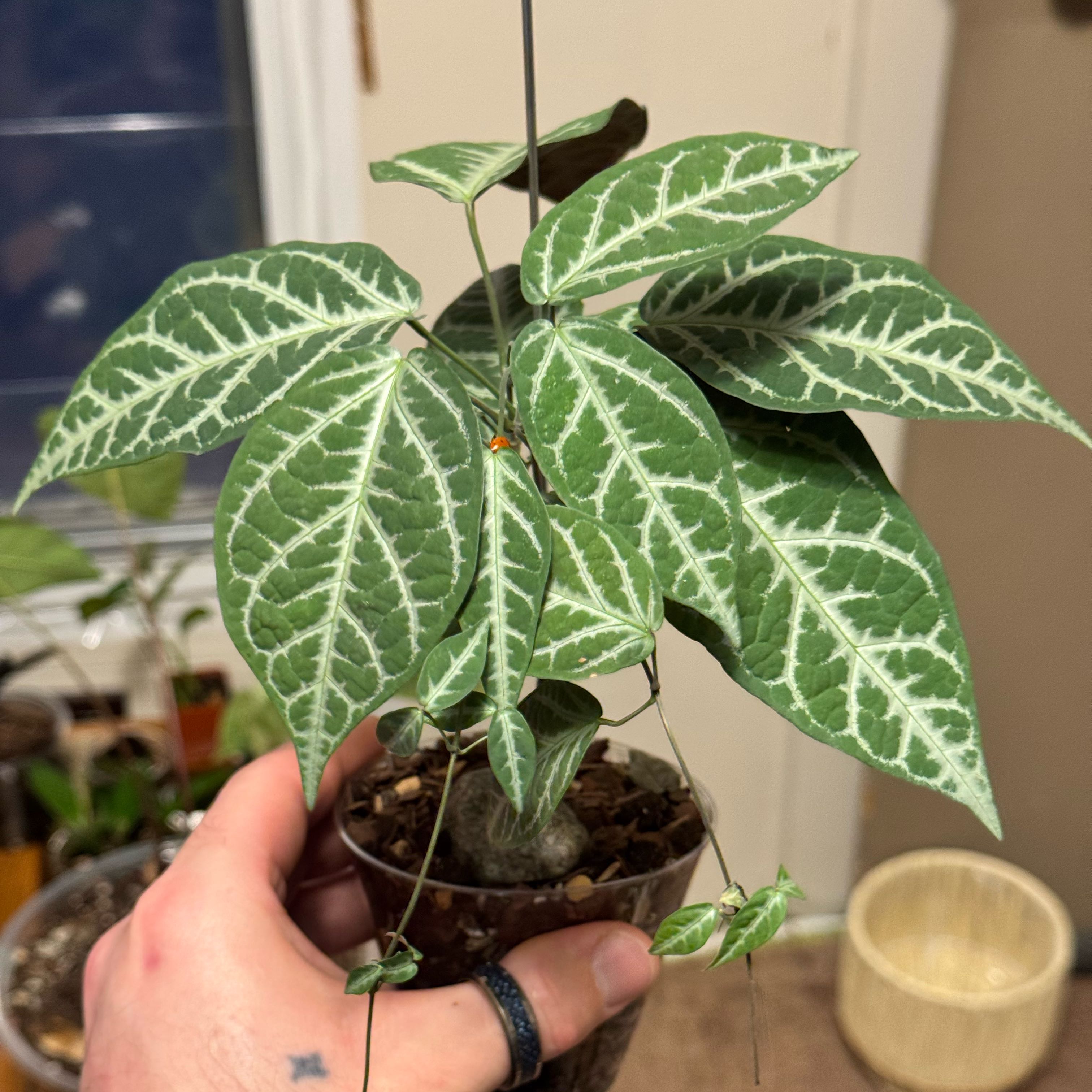 Photo of the plant species Begonia Cross Vine by @zSabaki named Kobe on Greg, the plant care app